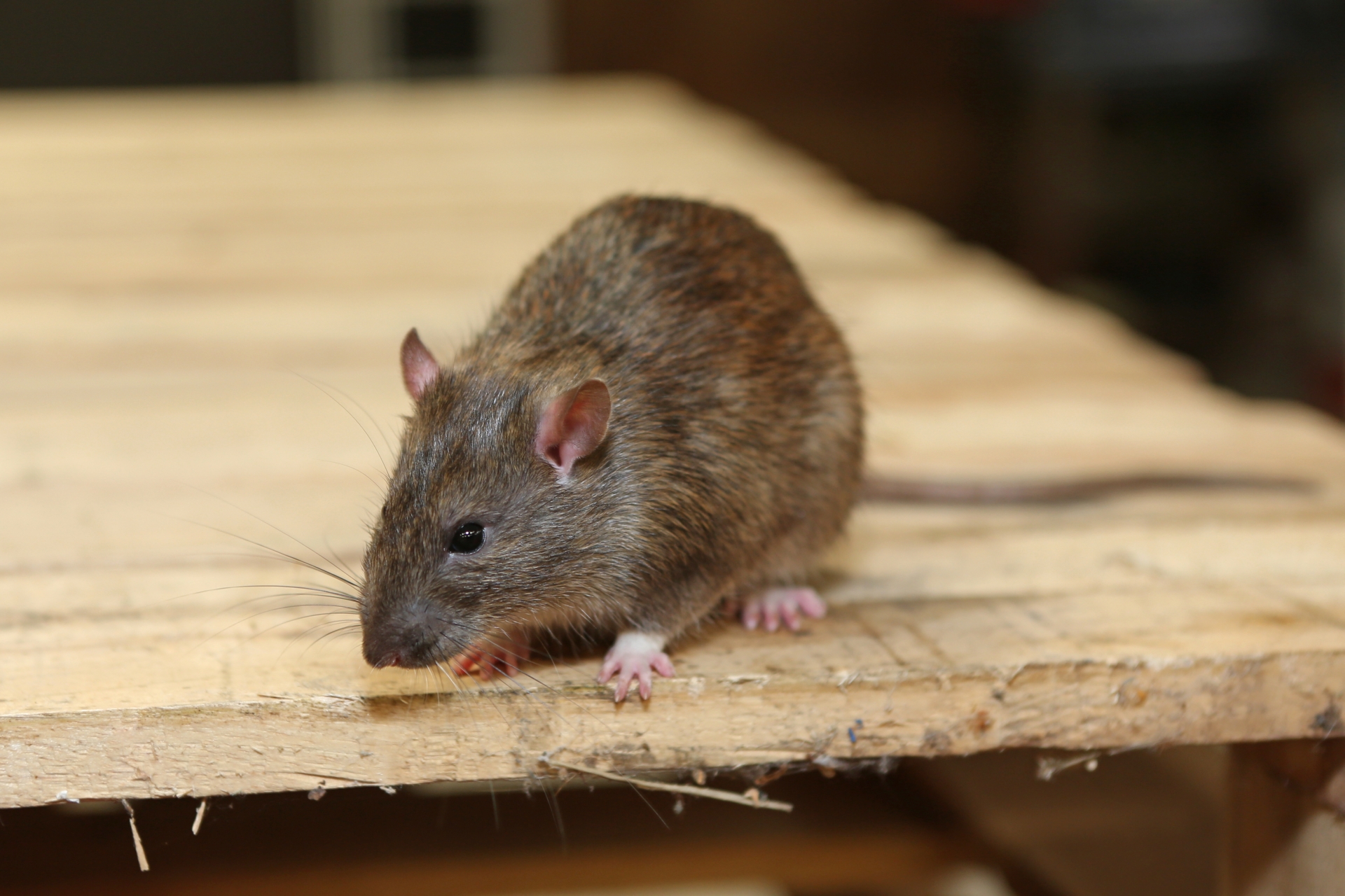 Rat Infestation, Pest Control in Bexley, DA5. Call Now 020 8166 9746