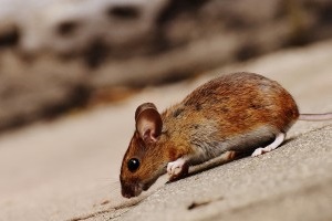 Mice Exterminator, Pest Control in Bexley, DA5. Call Now 020 8166 9746