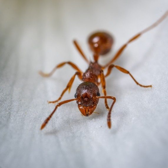 Field Ants, Pest Control in Bexley, DA5. Call Now! 020 8166 9746