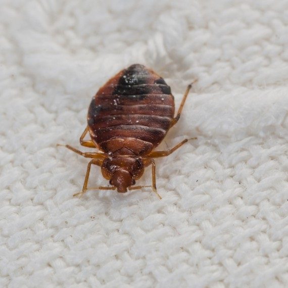 Bed Bugs, Pest Control in Bexley, DA5. Call Now! 020 8166 9746