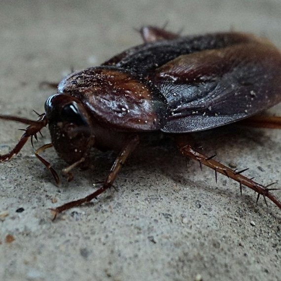 Cockroaches, Pest Control in Bexley, DA5. Call Now! 020 8166 9746