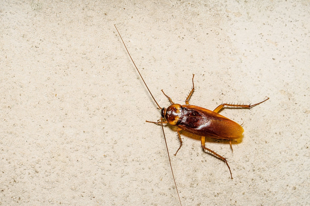 Cockroach Control, Pest Control in Bexley, DA5. Call Now 020 8166 9746