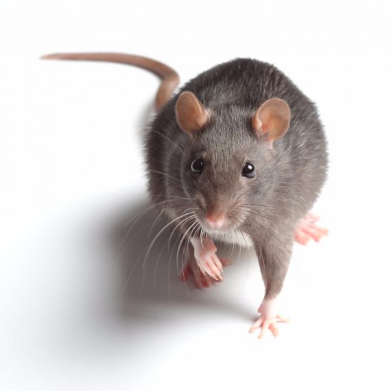 Rats, Pest Control in Bexley, DA5. Call Now! 020 8166 9746