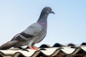 Pigeon Control, Pest Control in Bexley, DA5. Call Now 020 8166 9746