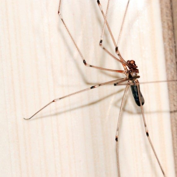 Spiders, Pest Control in Bexley, DA5. Call Now! 020 8166 9746