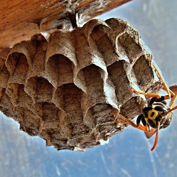 Wasps Nest, Pest Control in Bexley, DA5. Call Now! 020 8166 9746
